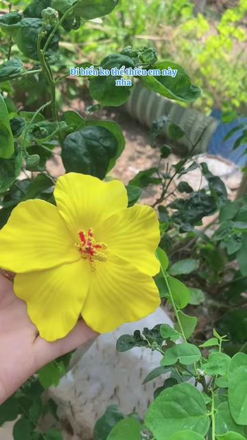 @Trương Thị &Aacute;nh Hồng