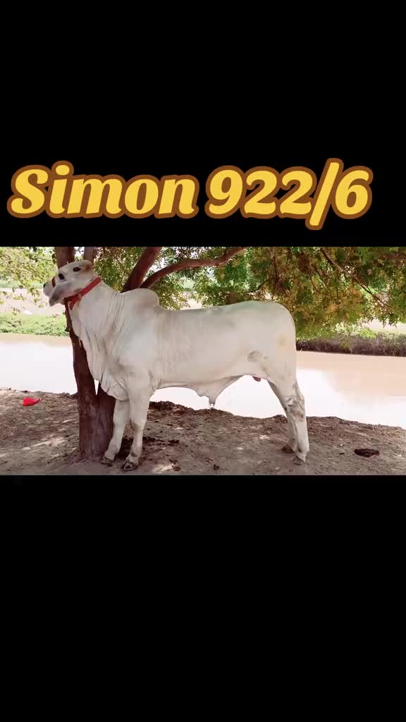 @D-Company_Brahman