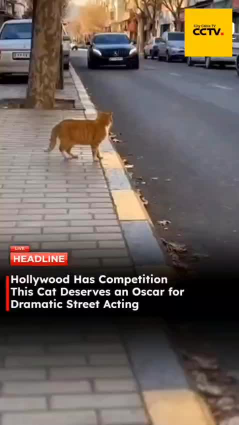 @citycabletv