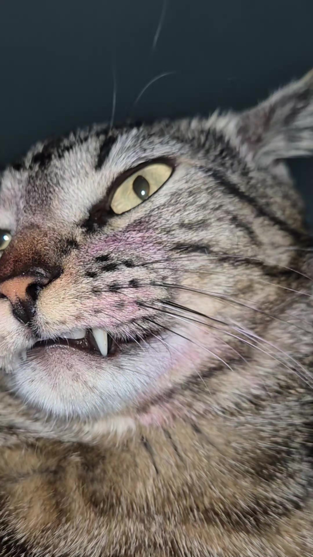 @Mushu