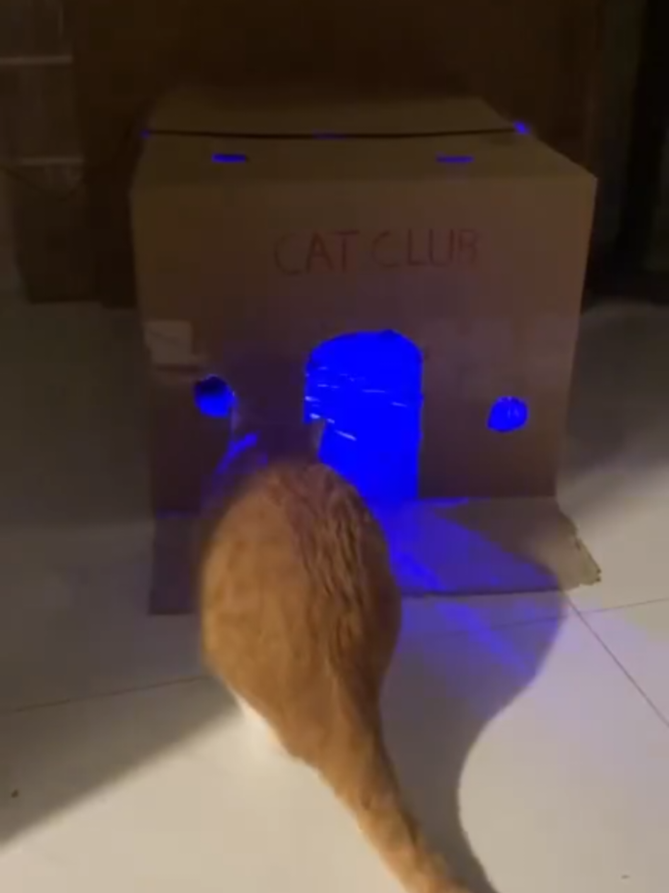 @funnyAnimals