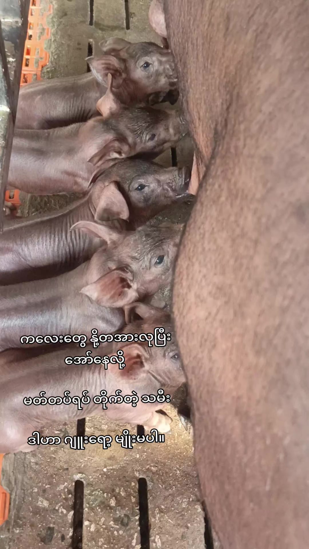 @"ရွှေဖြူးသား"၀က်မွေးမြူရေးခြံ