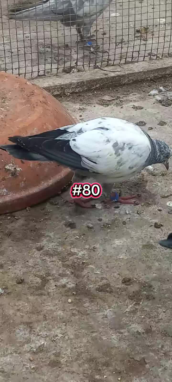 @Ranakasuripigeon