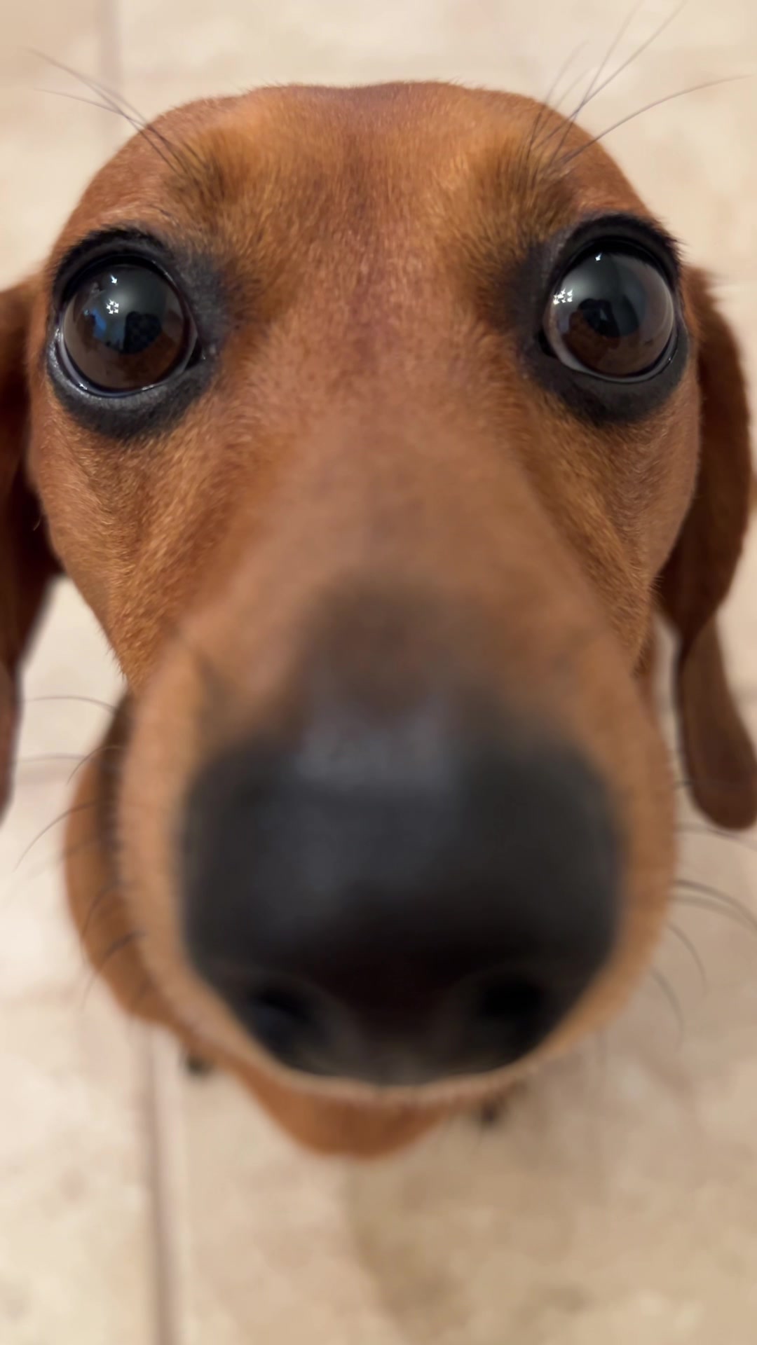 @Slinky Severus-Doo