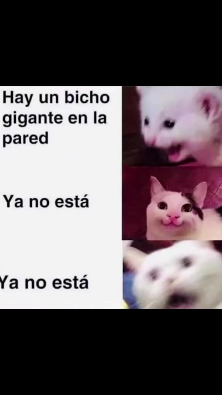 @gatico instintoXD