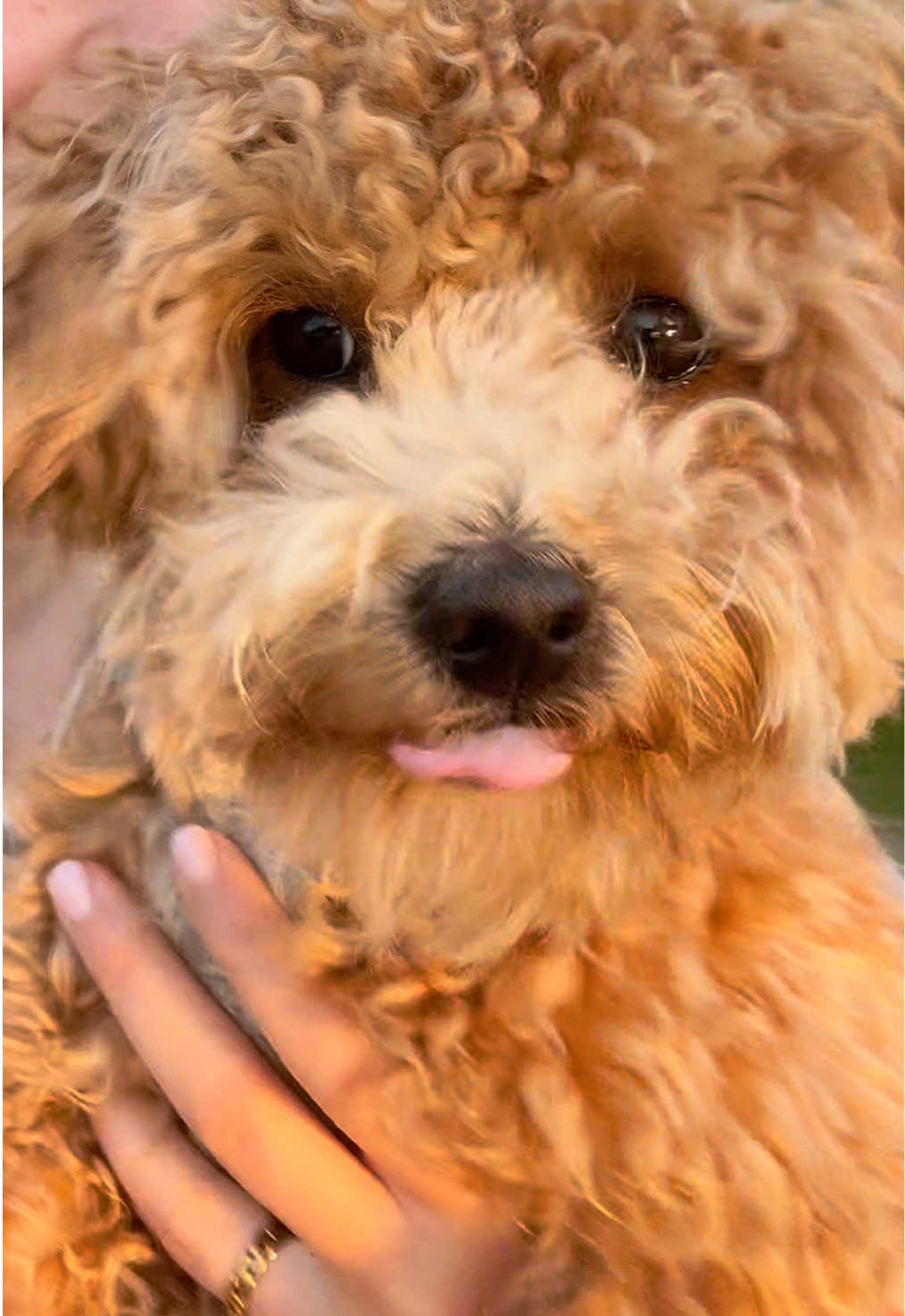 @dinothemaltipoo