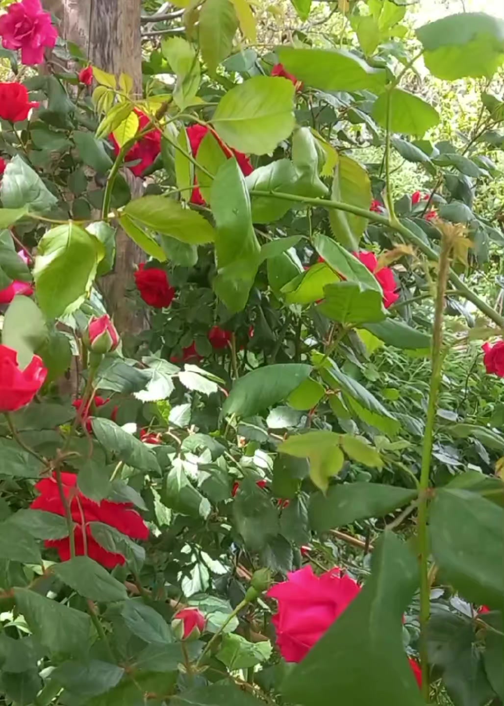@꧁💞🎶Ř&Atilde;Ŵ&Atilde;Ň💞🎶꧂