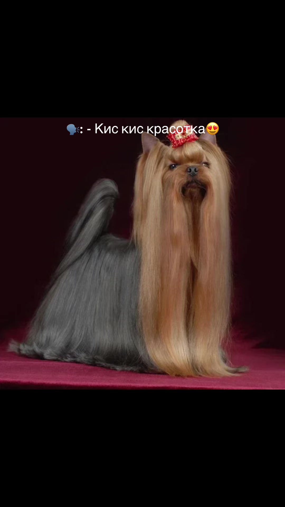 @Собака Евик🐾