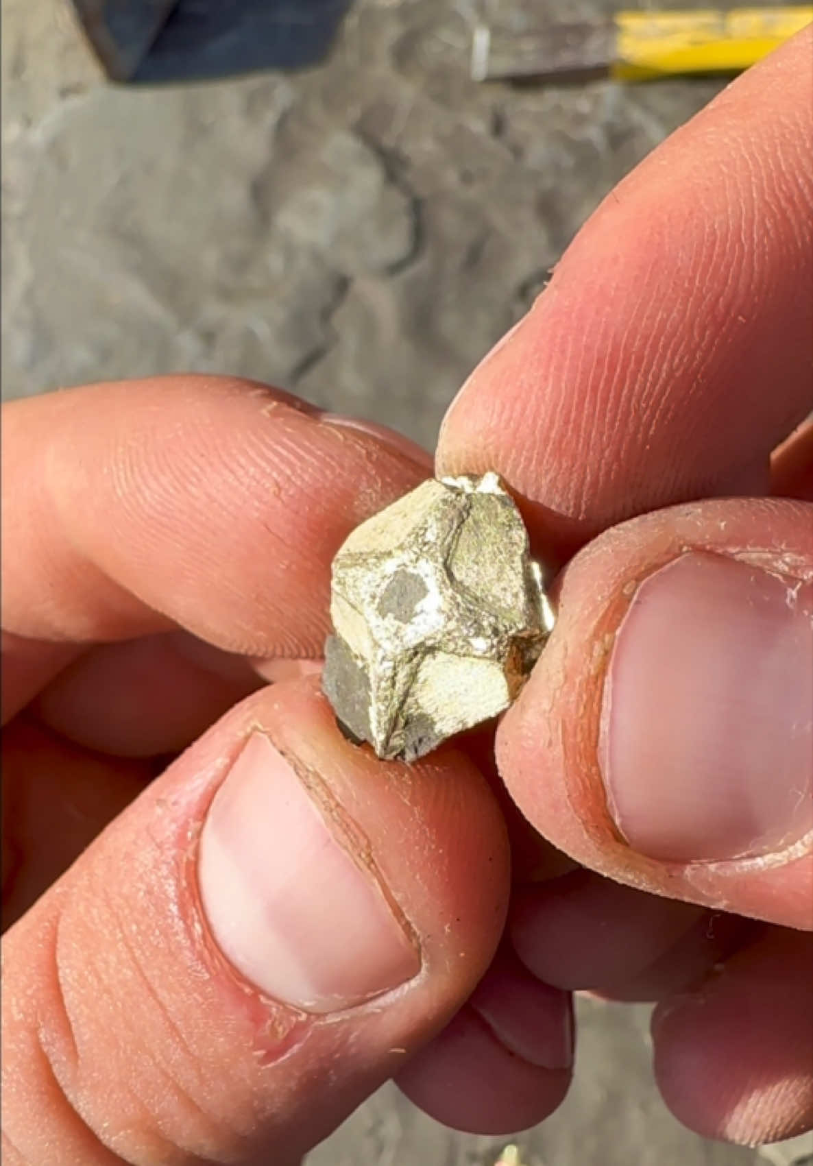 @yorkshire.fossils