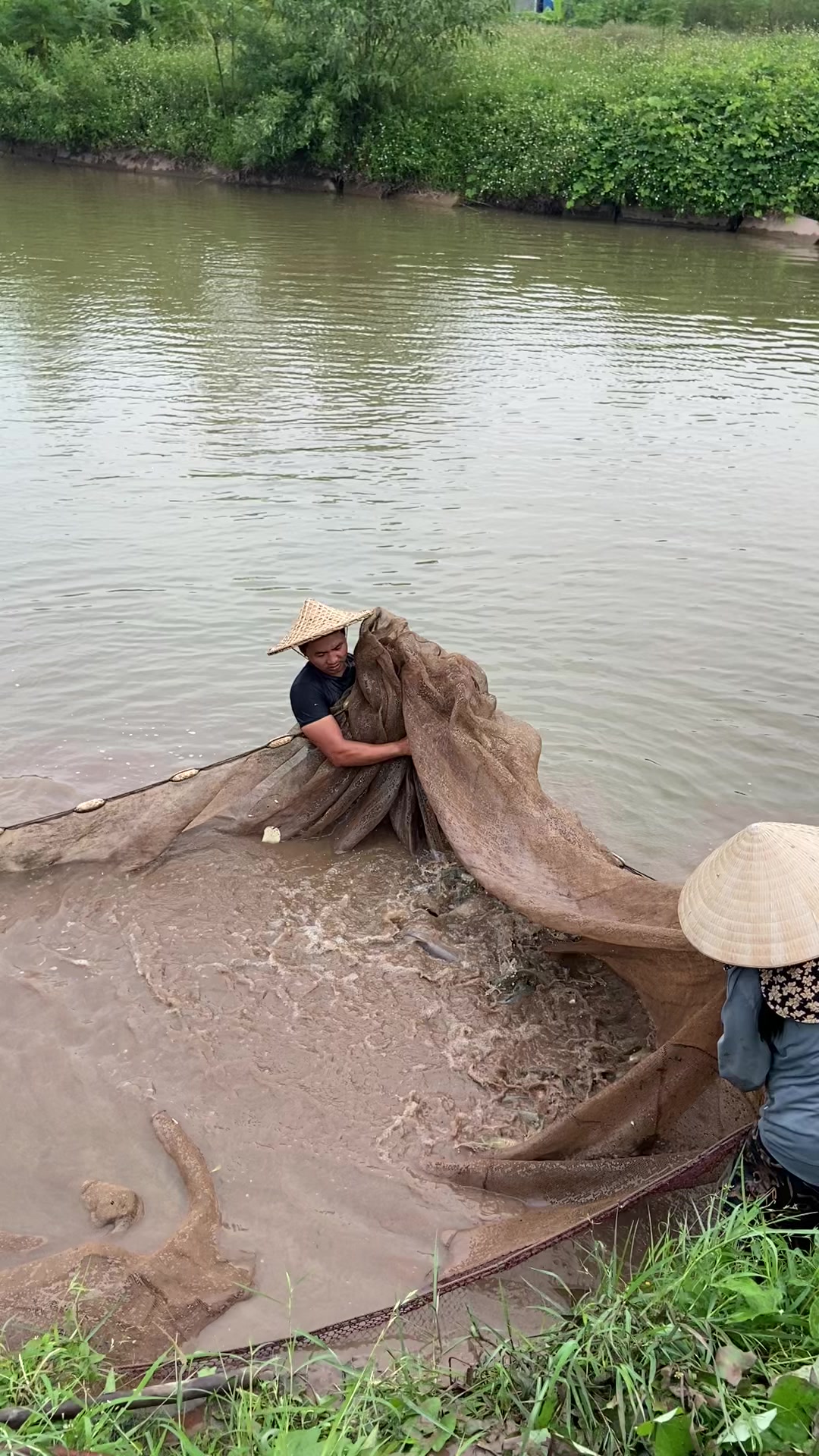 @Trại C&aacute; Giống Quang L&acirc;m