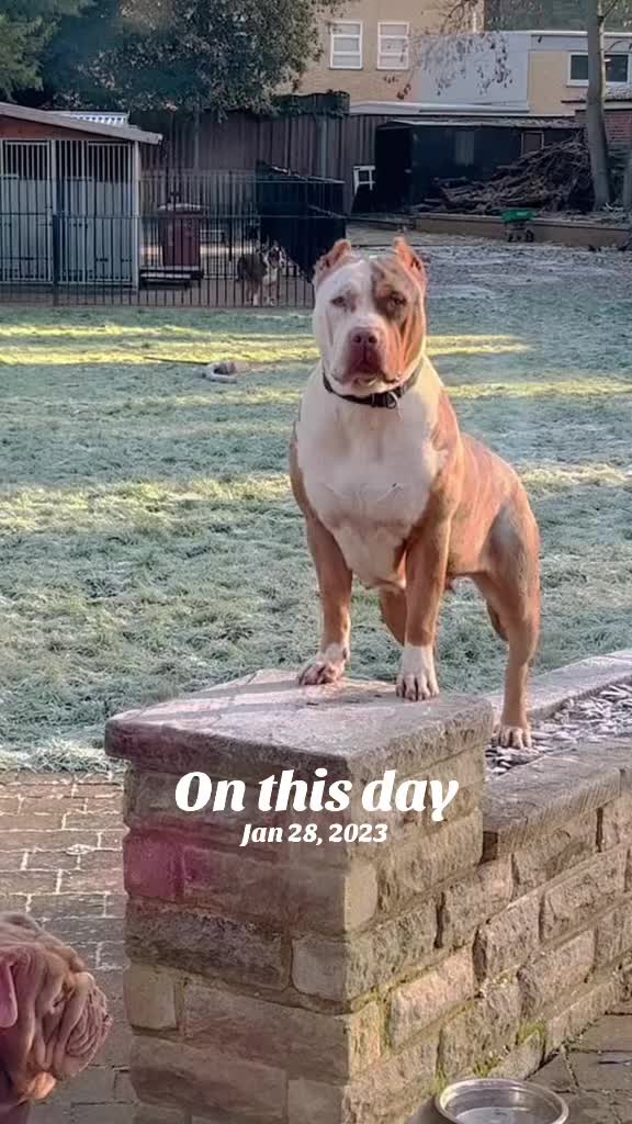@Tribe Bully Kennels
