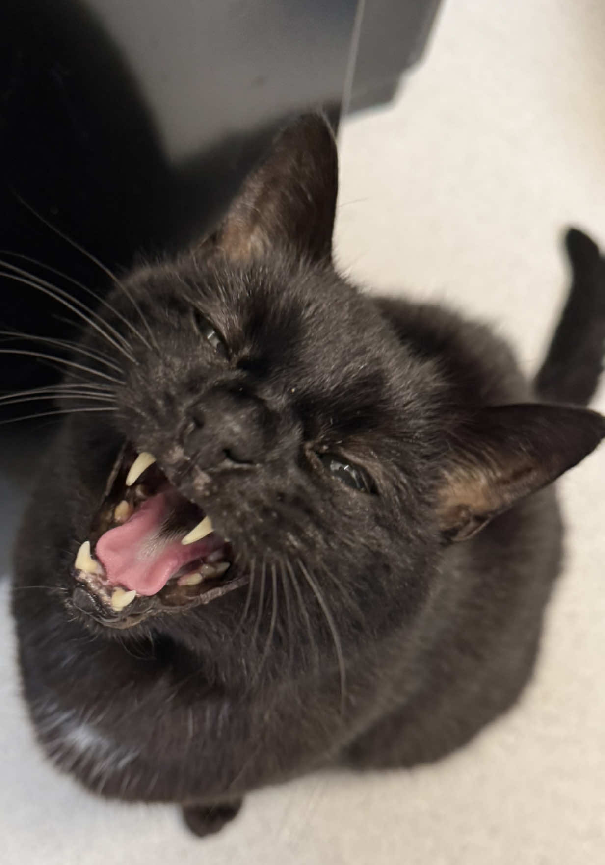 @Teefie_tribe 🐈&zwj;⬛🐈&zwj;⬛🐈🦷🦷