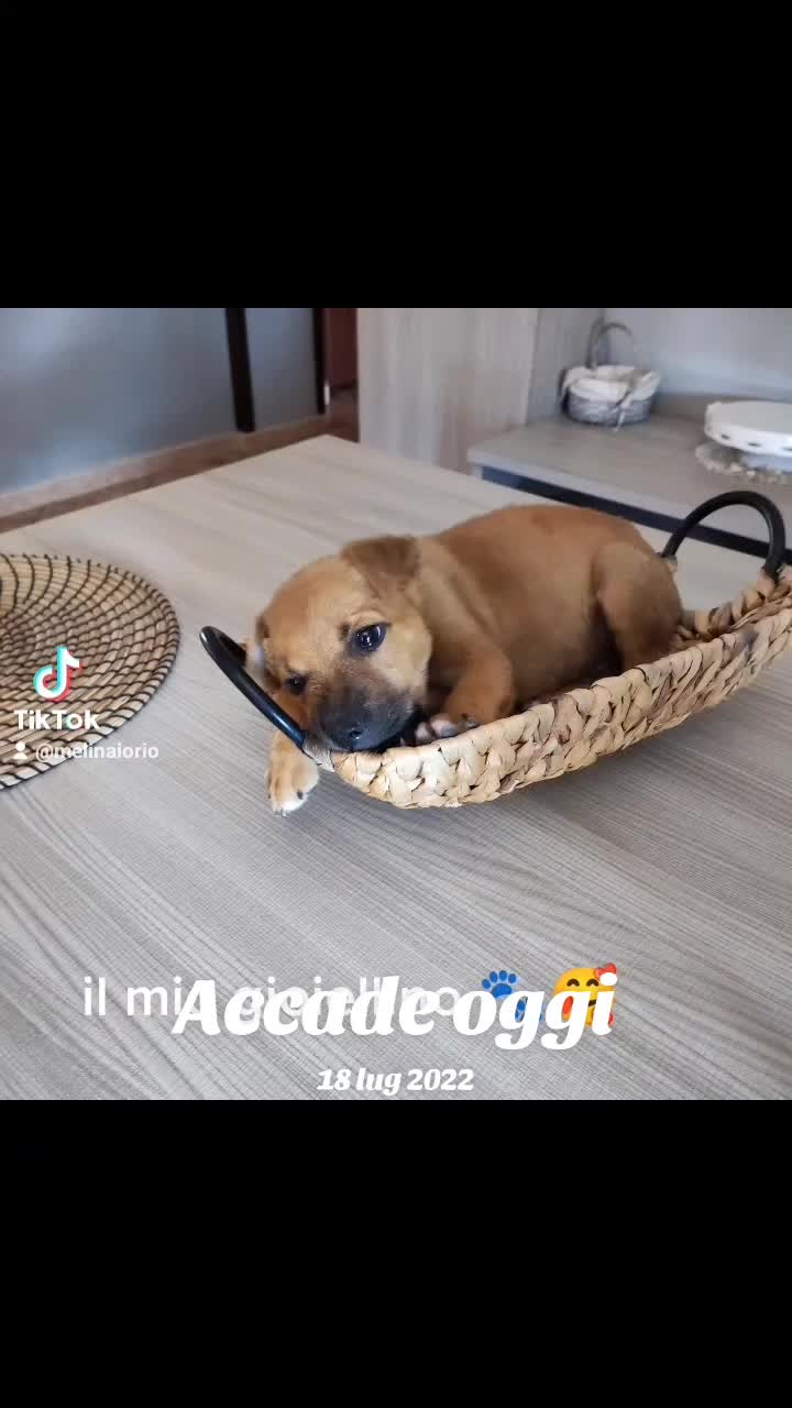 @la famiglia con i cani 🐾🥰
