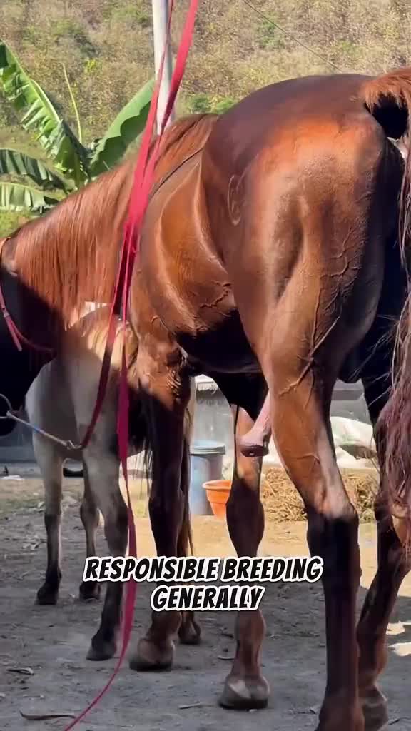 @animallifevideo