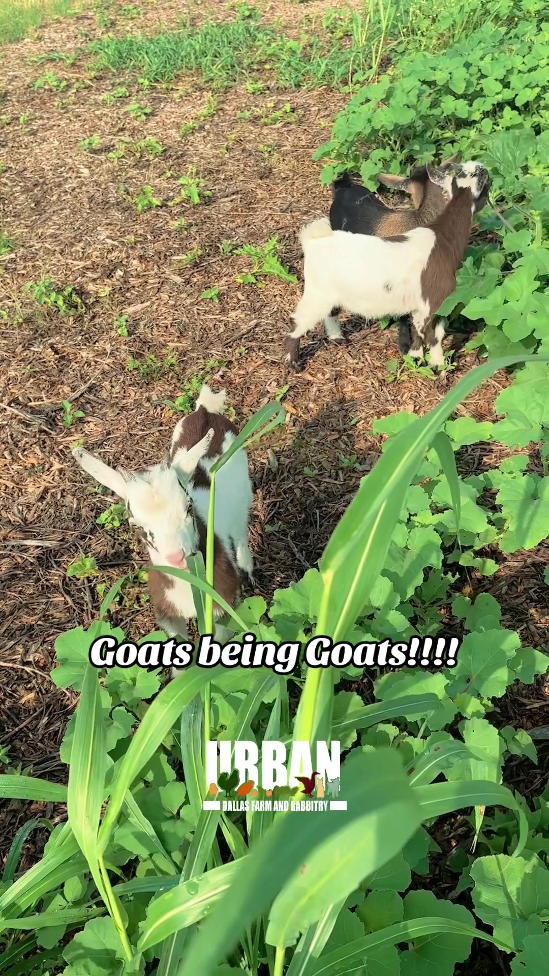 @Urban Dallas Farm