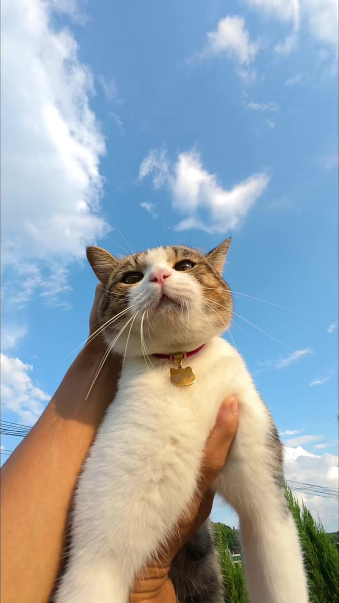 @Stray Cat Talkz