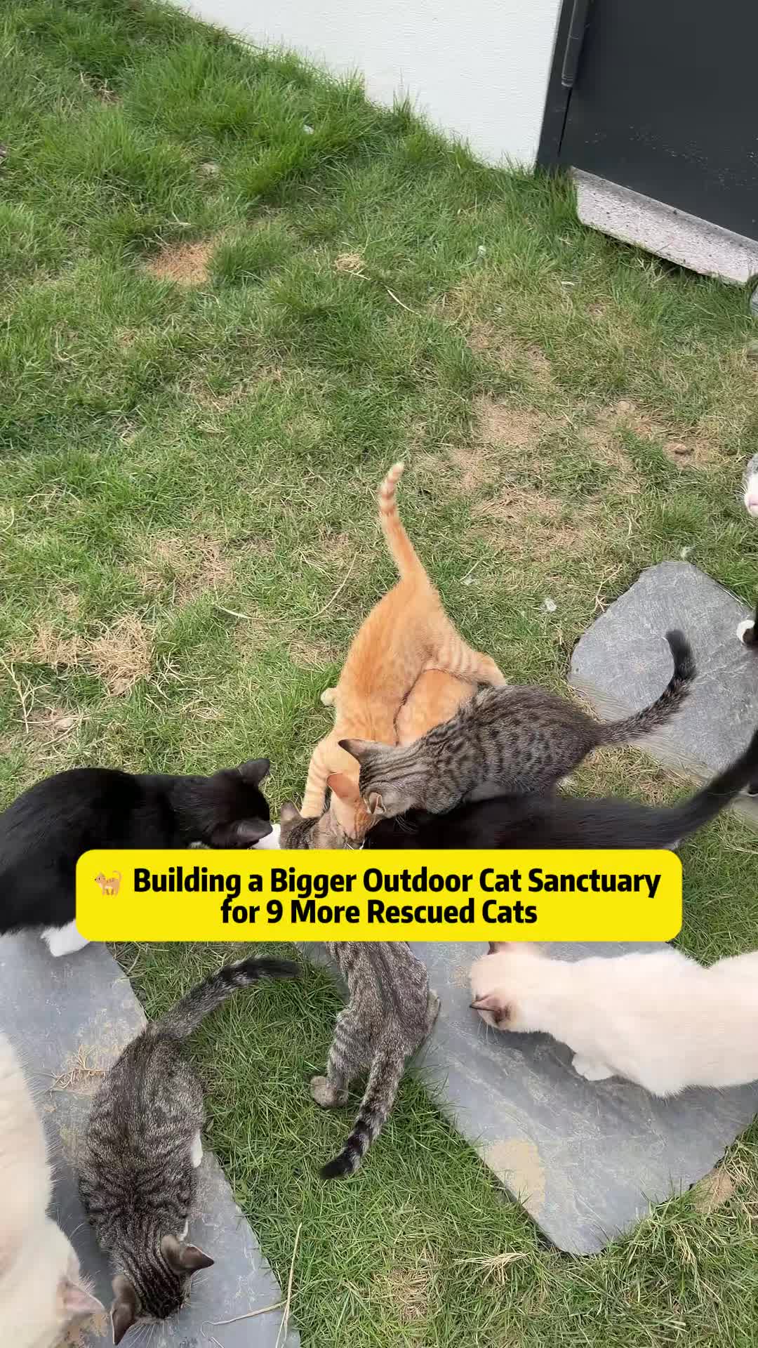 @Stray Cat Talkz