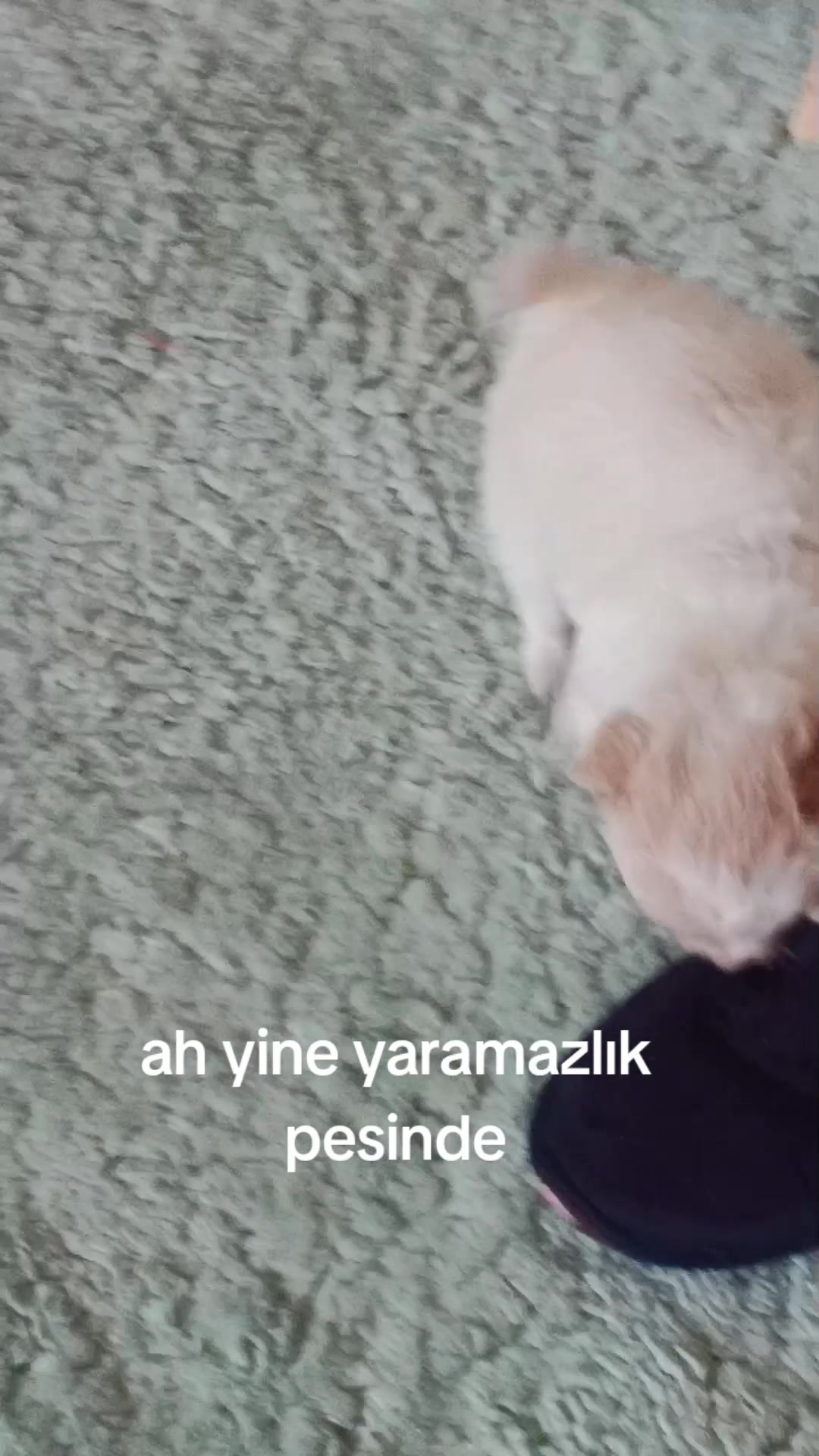 @ozlemizmirli