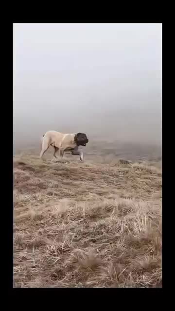 @غازي الديج