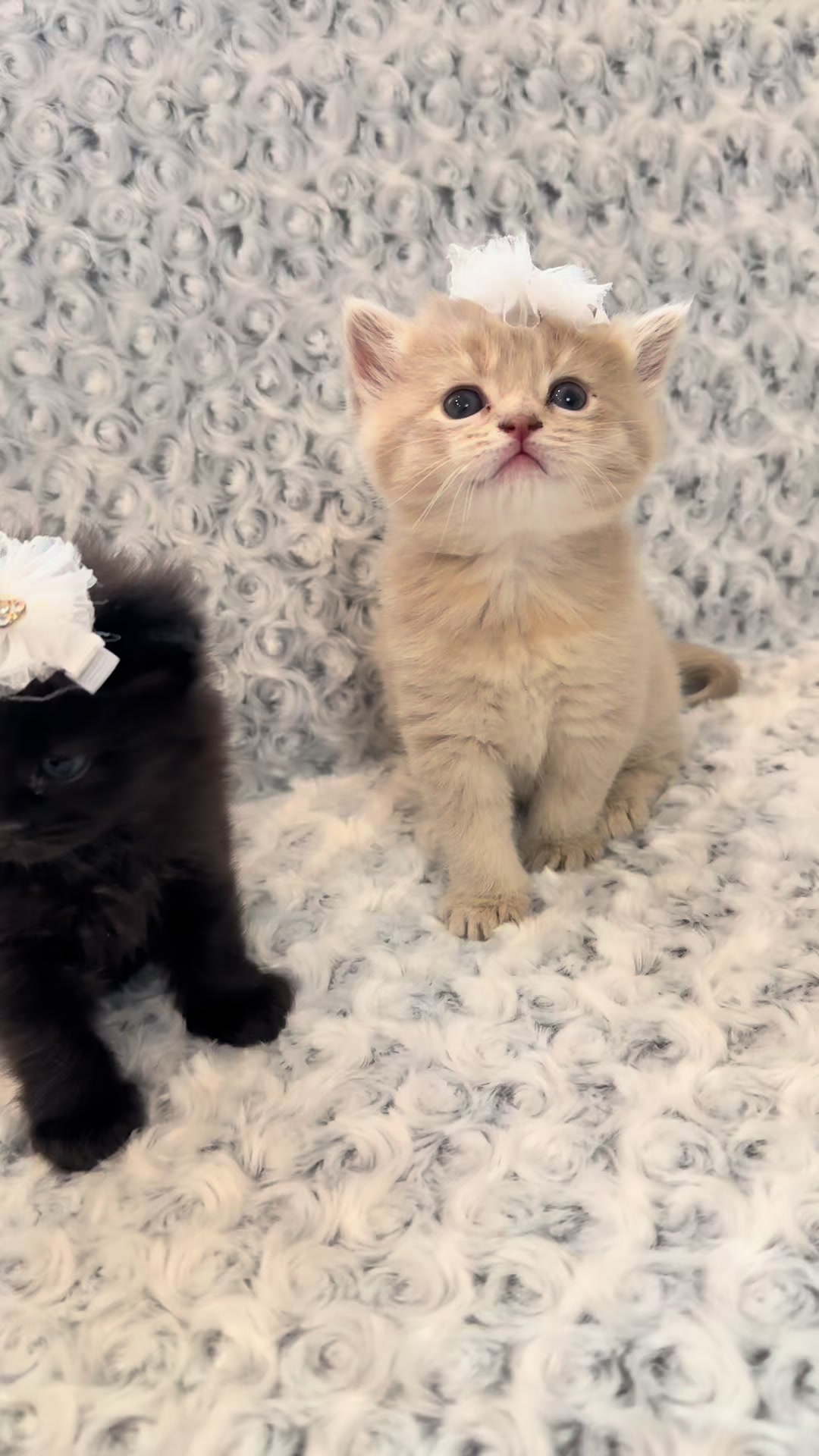 @cat.sheri.kittens