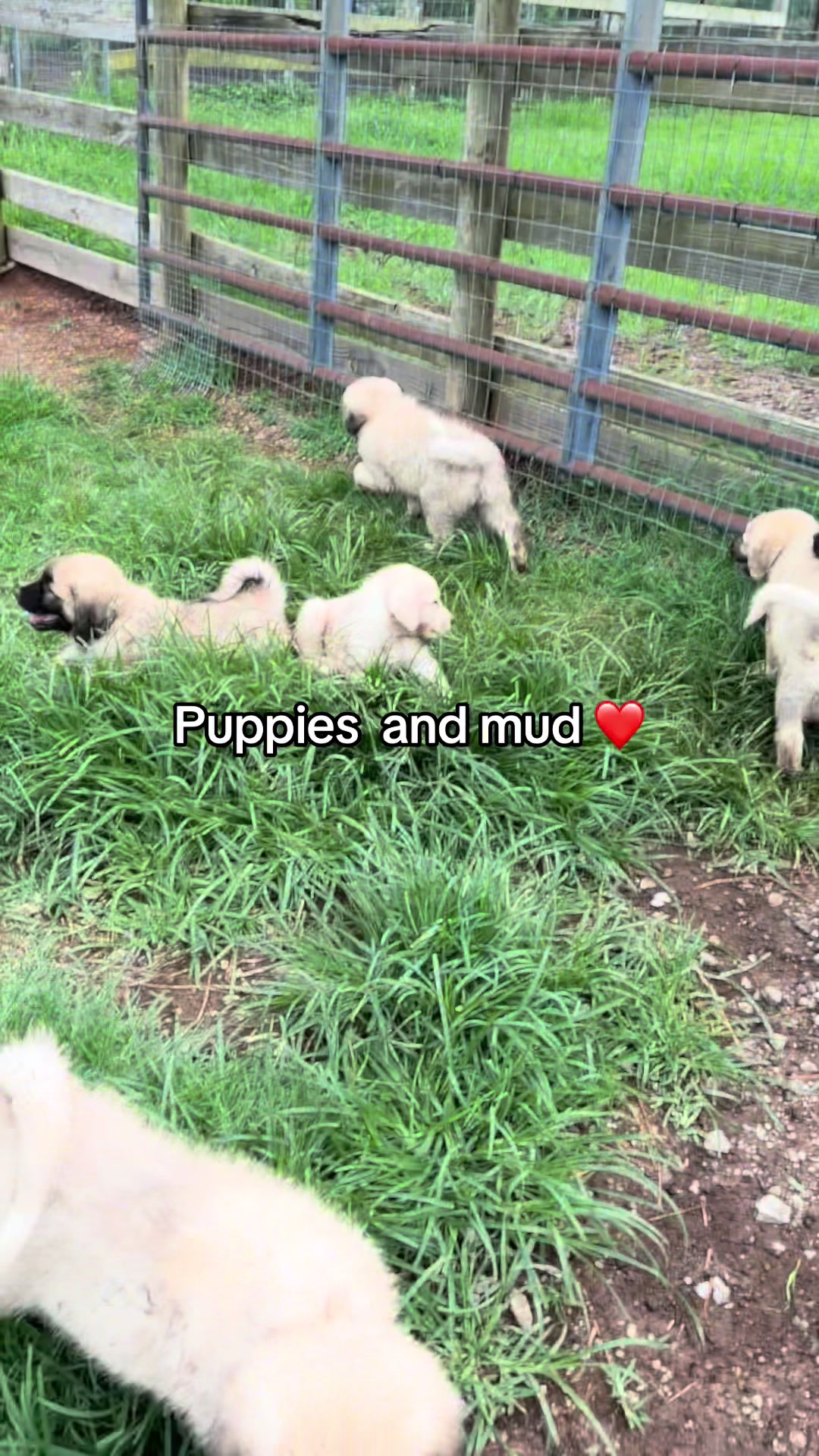 @HiddenDoorFarm