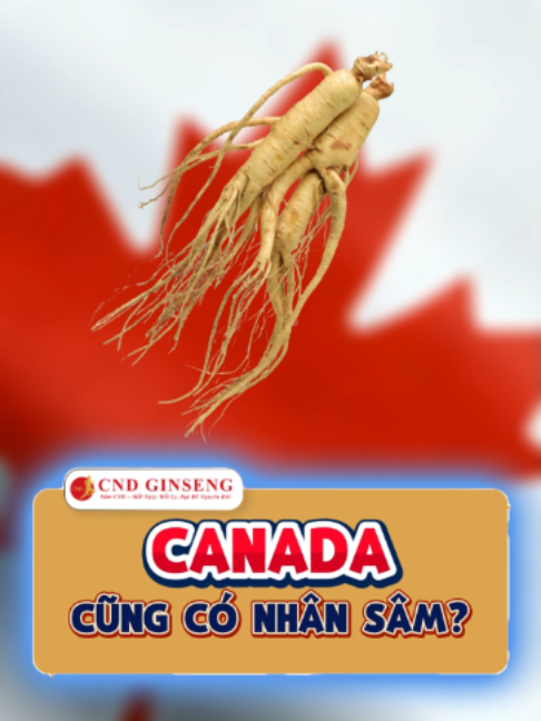 @CND GINSENG B&agrave; Rịa