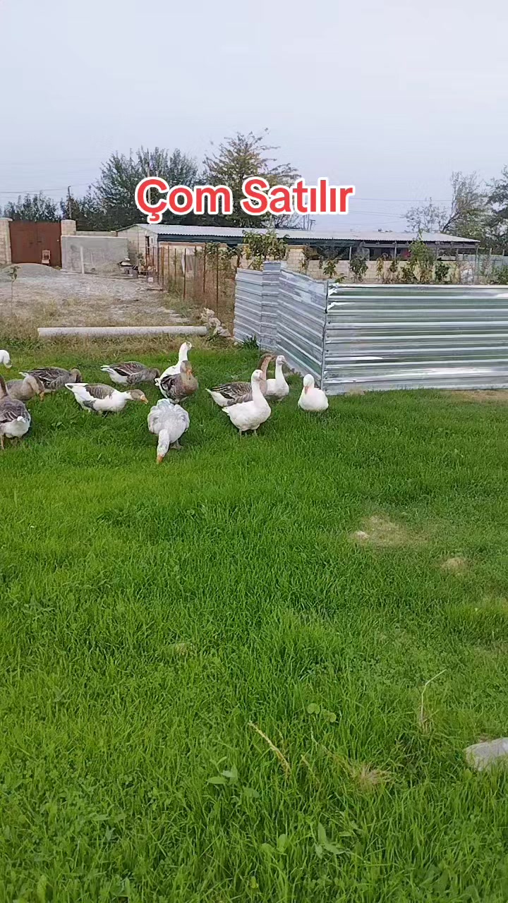 @Qeys_059