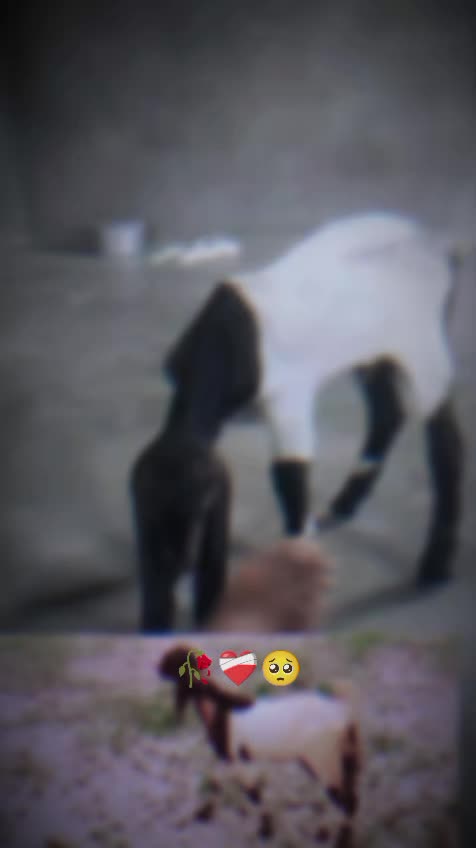 @qaum26