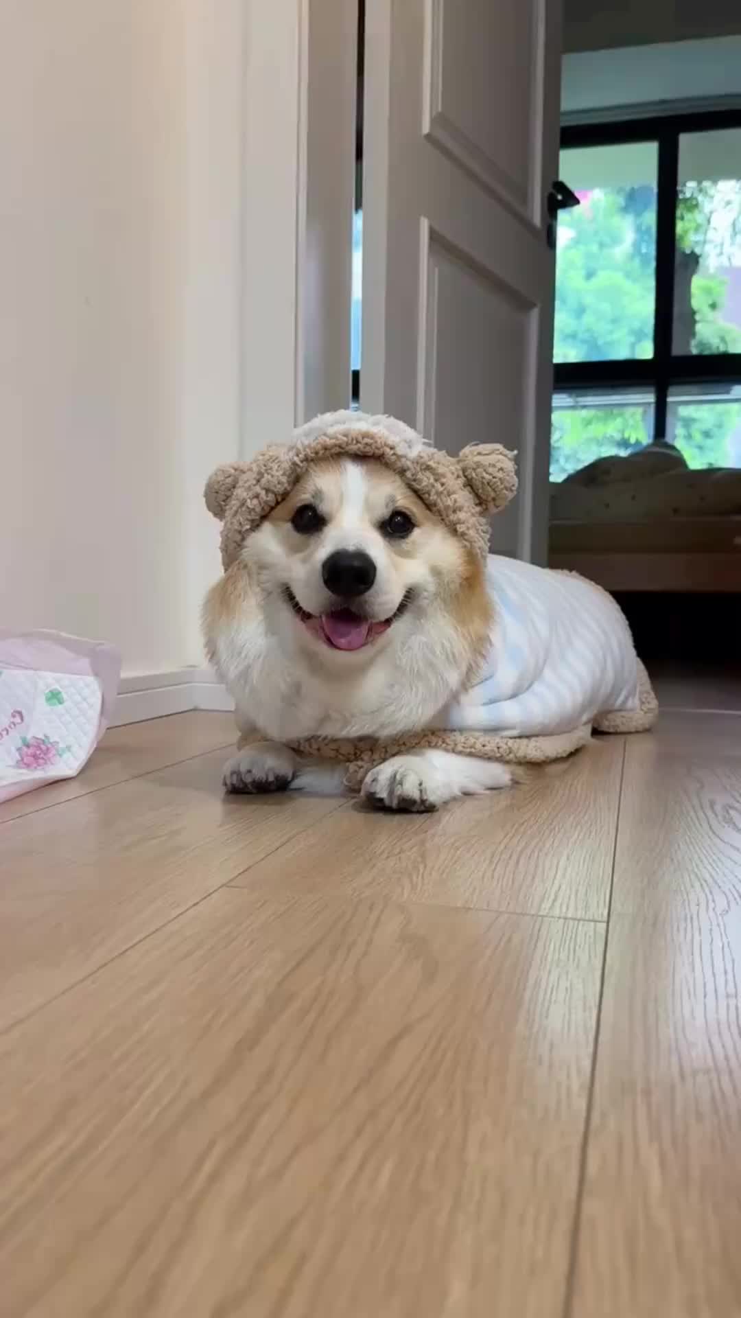 @CuteAnimal
