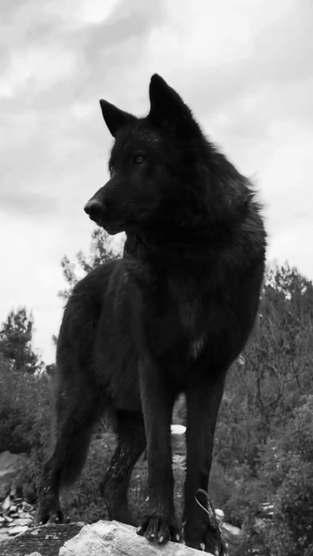 @🐺_&Oslash;Ⱡ&Oslash;฿&Oslash;_🐺