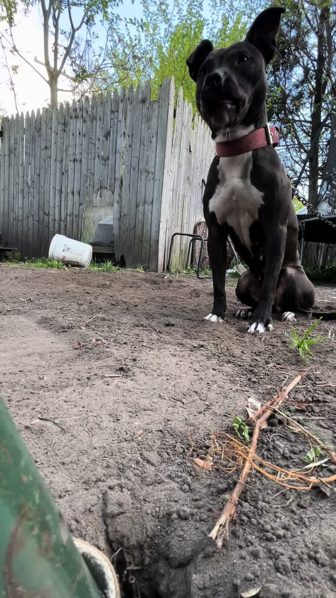 @themreal_hounds