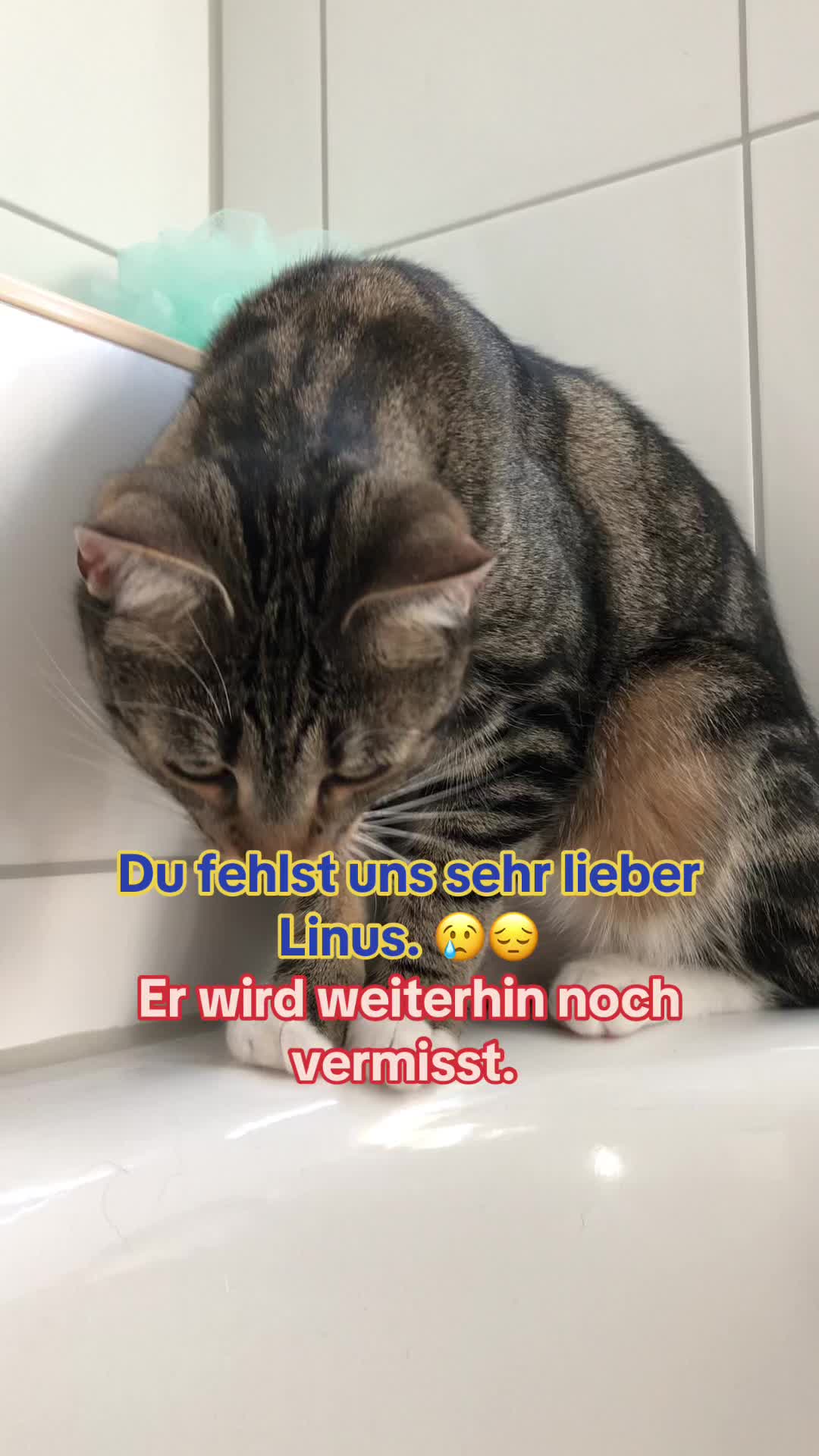 @Die süße kleine Katzencrew