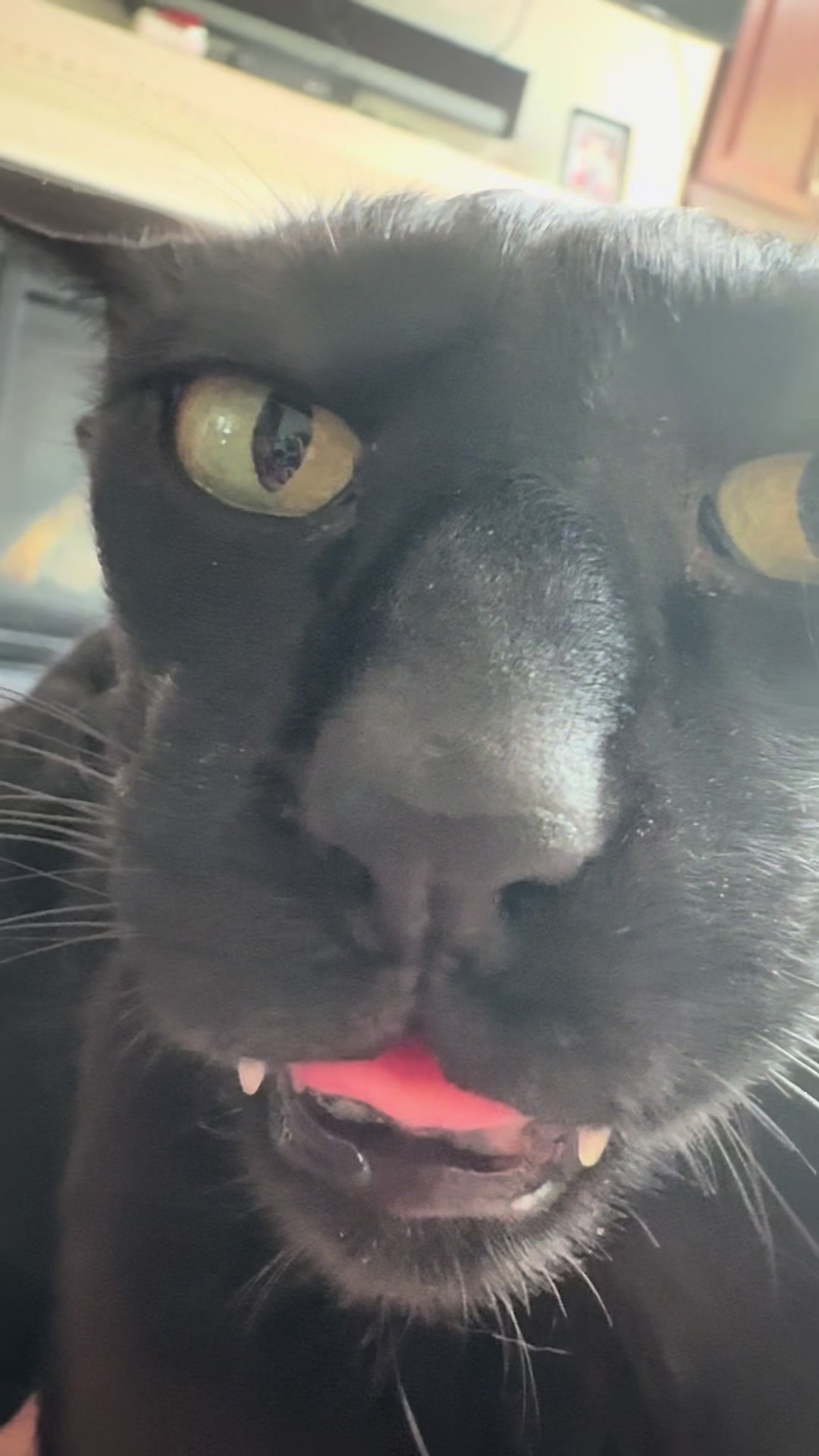 @hobbikats