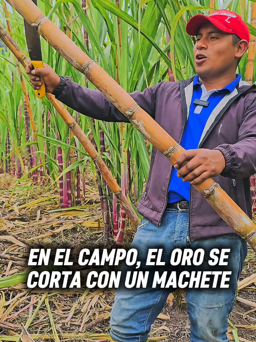 @Manuvisi&oacute;n | Periodista ✅️