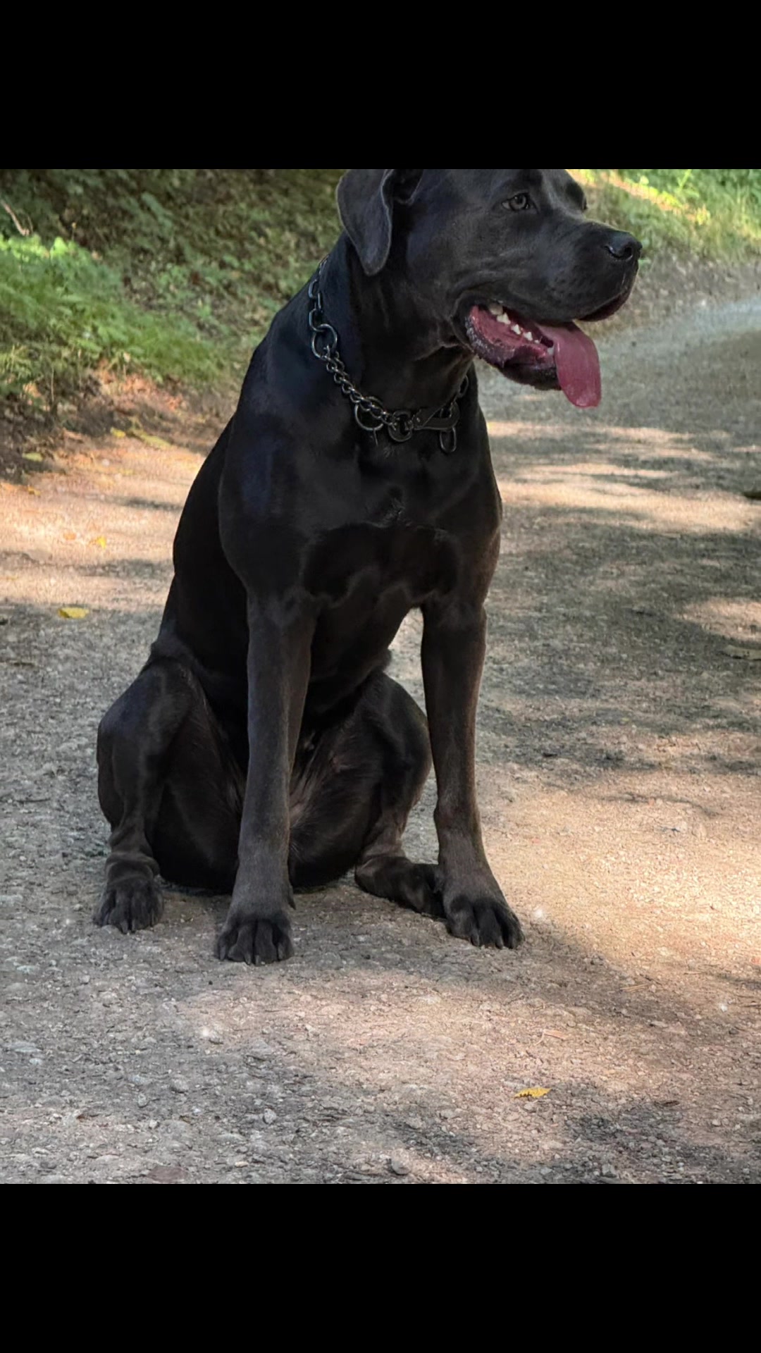 @Cane Corso Ayra 🐾