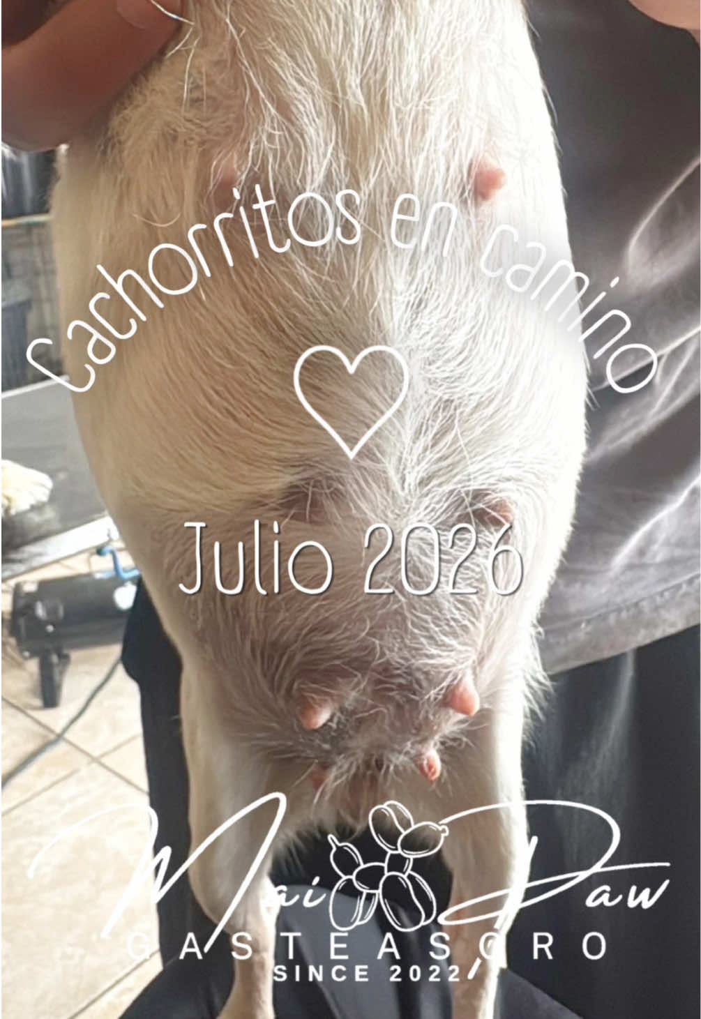 @MaiPaw