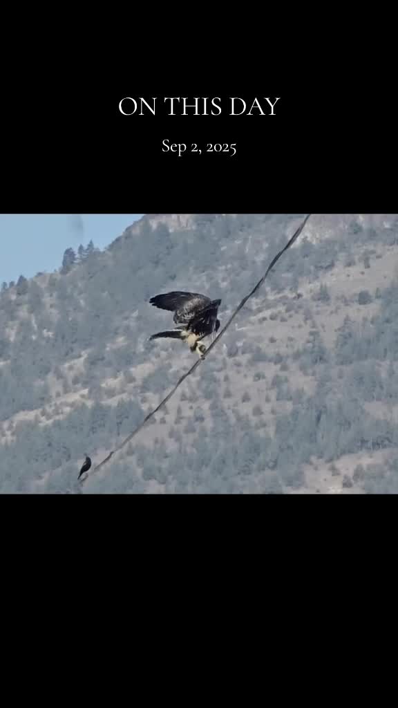 @Scherie