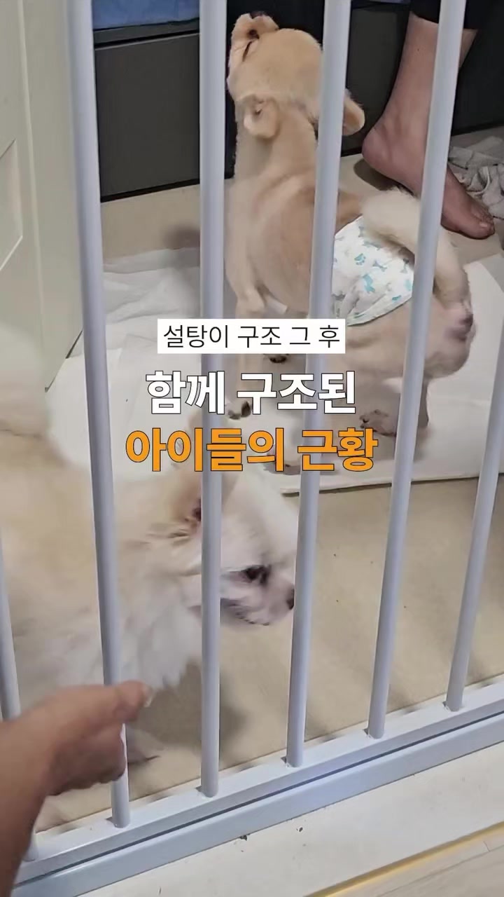 @🐶🐶엄지맘🐕&zwj;🦺🦮🐩