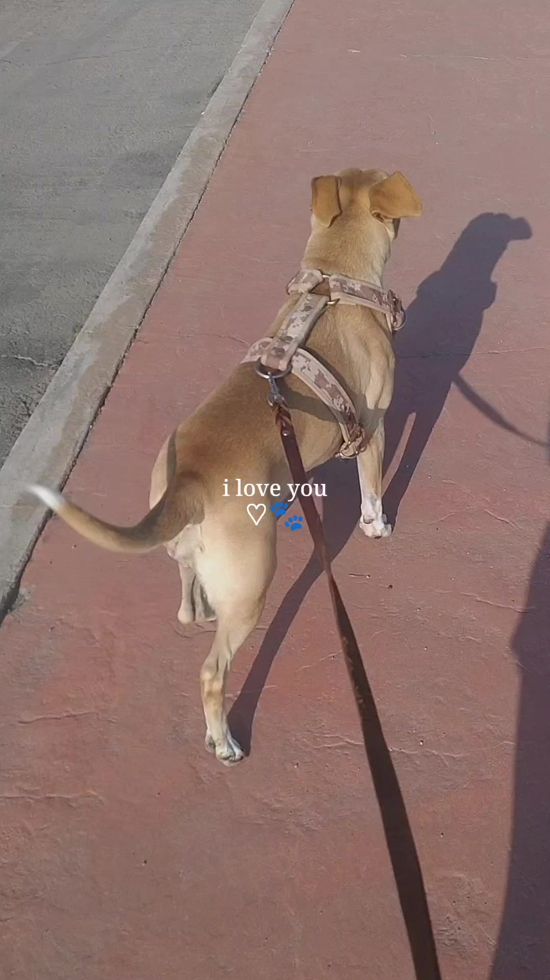 @❣️₩endyEcari☆♡🥦🍒🍉🧿🐱🐶❣️