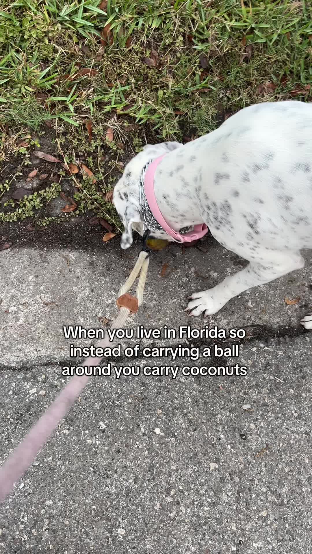 @lifewithstella