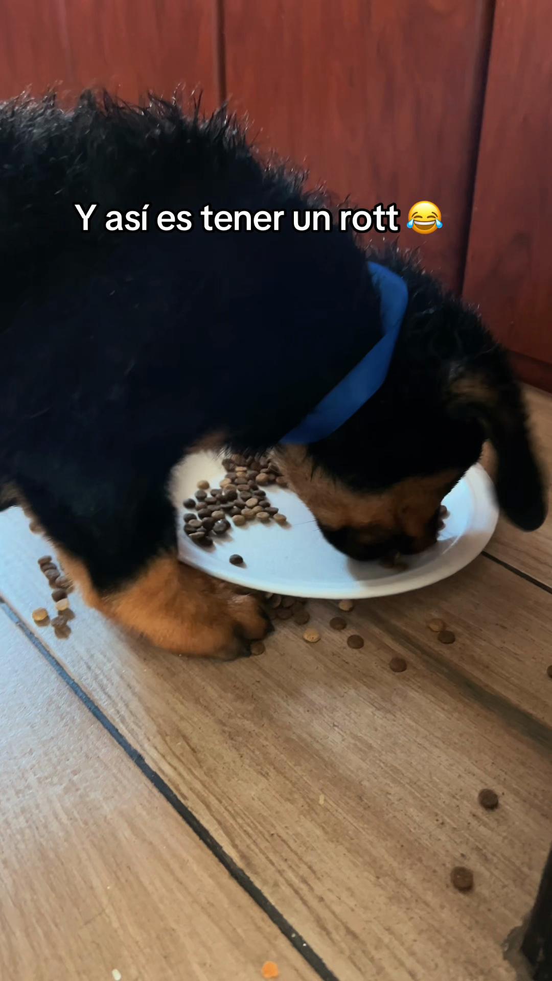 @I love DOGS