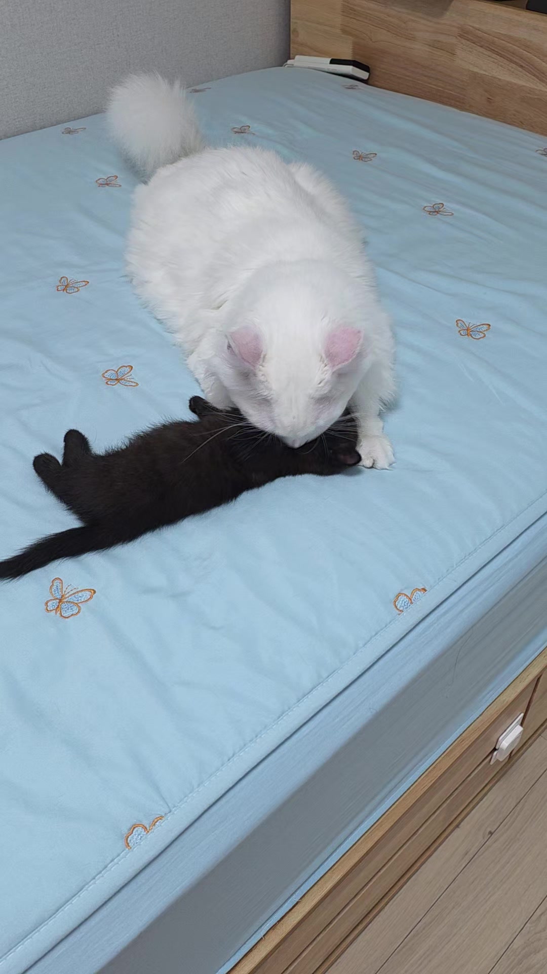 @8냥이 집사