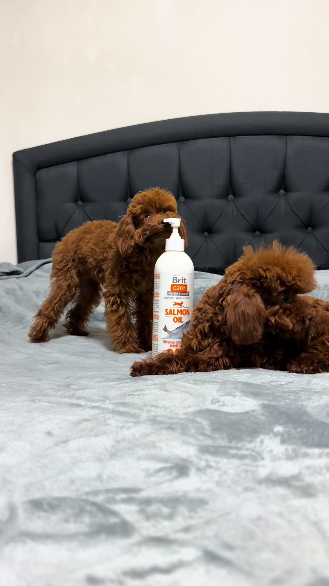 @RED_POODLE_KING