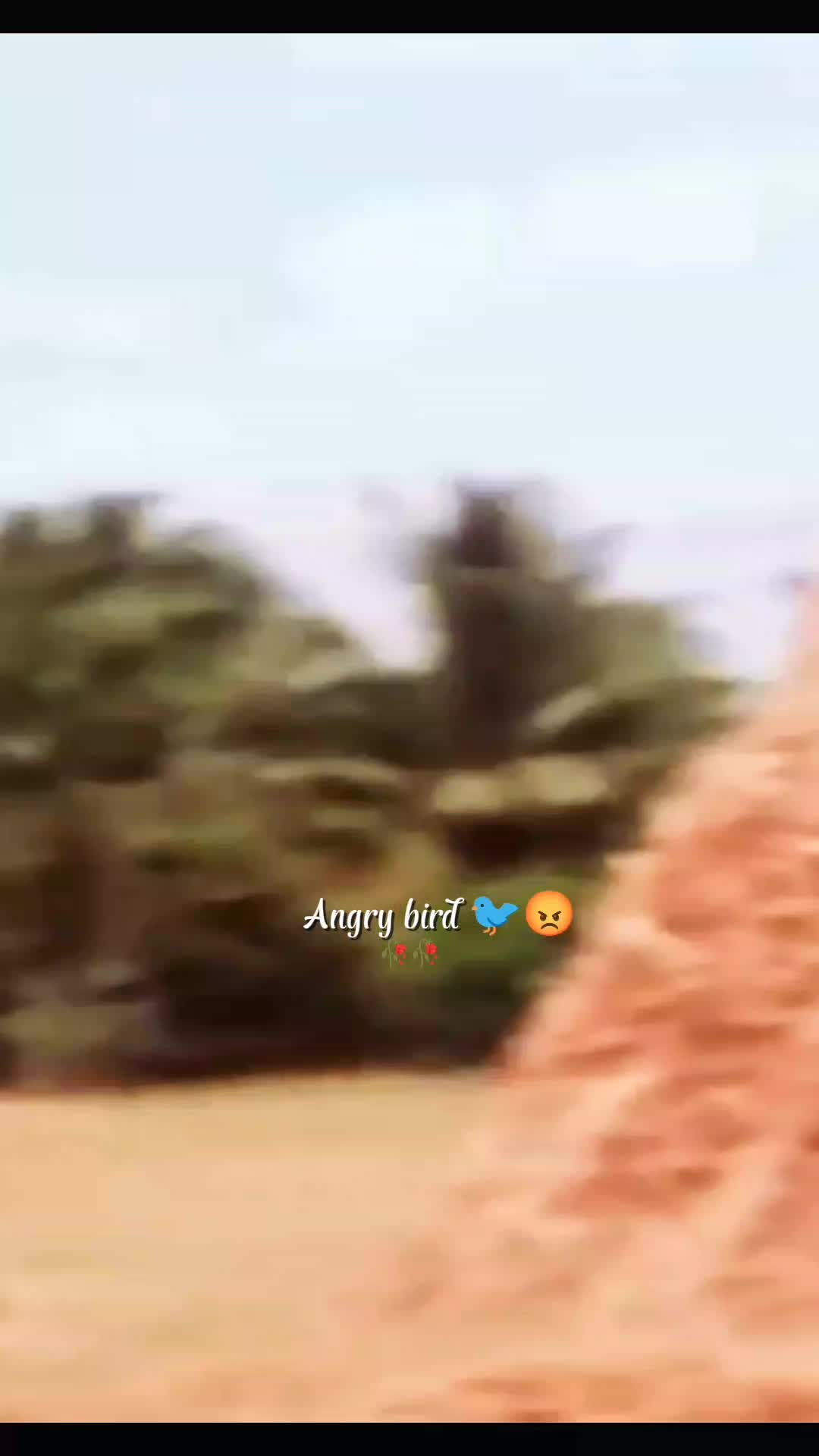 @💫𝖆𝖓𝖌𝖗𝖞 𝖇𝖎𝖗𝖉𝖘💫💥