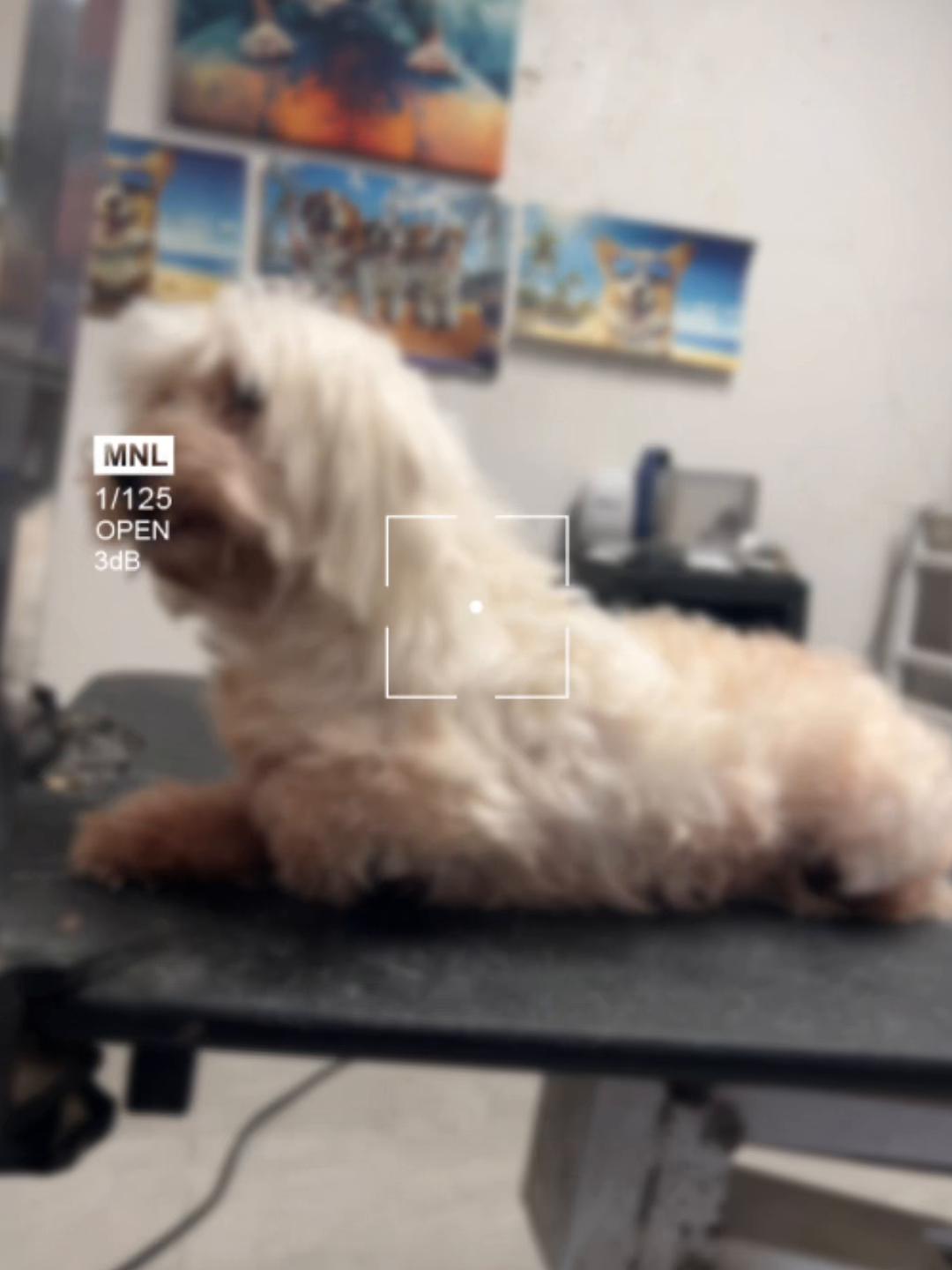 @Doggie Dog World