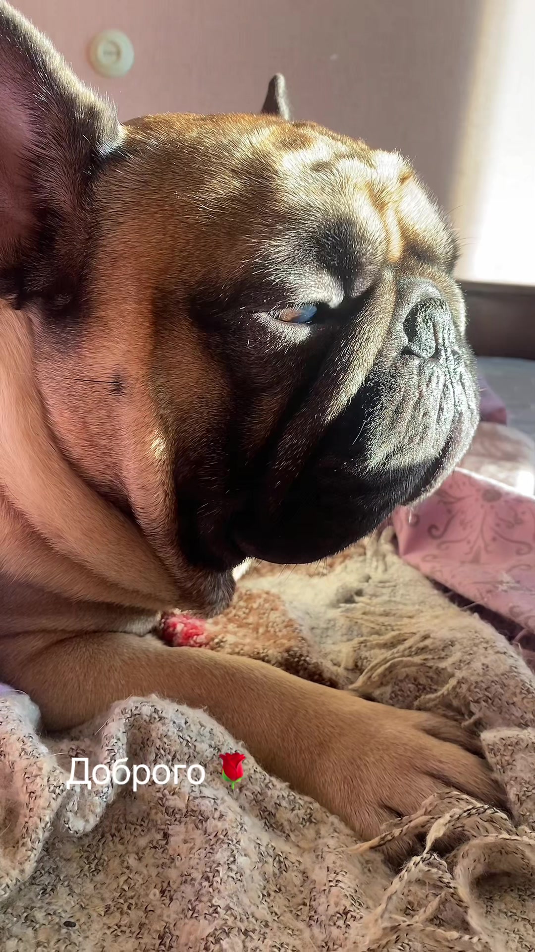 @_holly_bulls_
