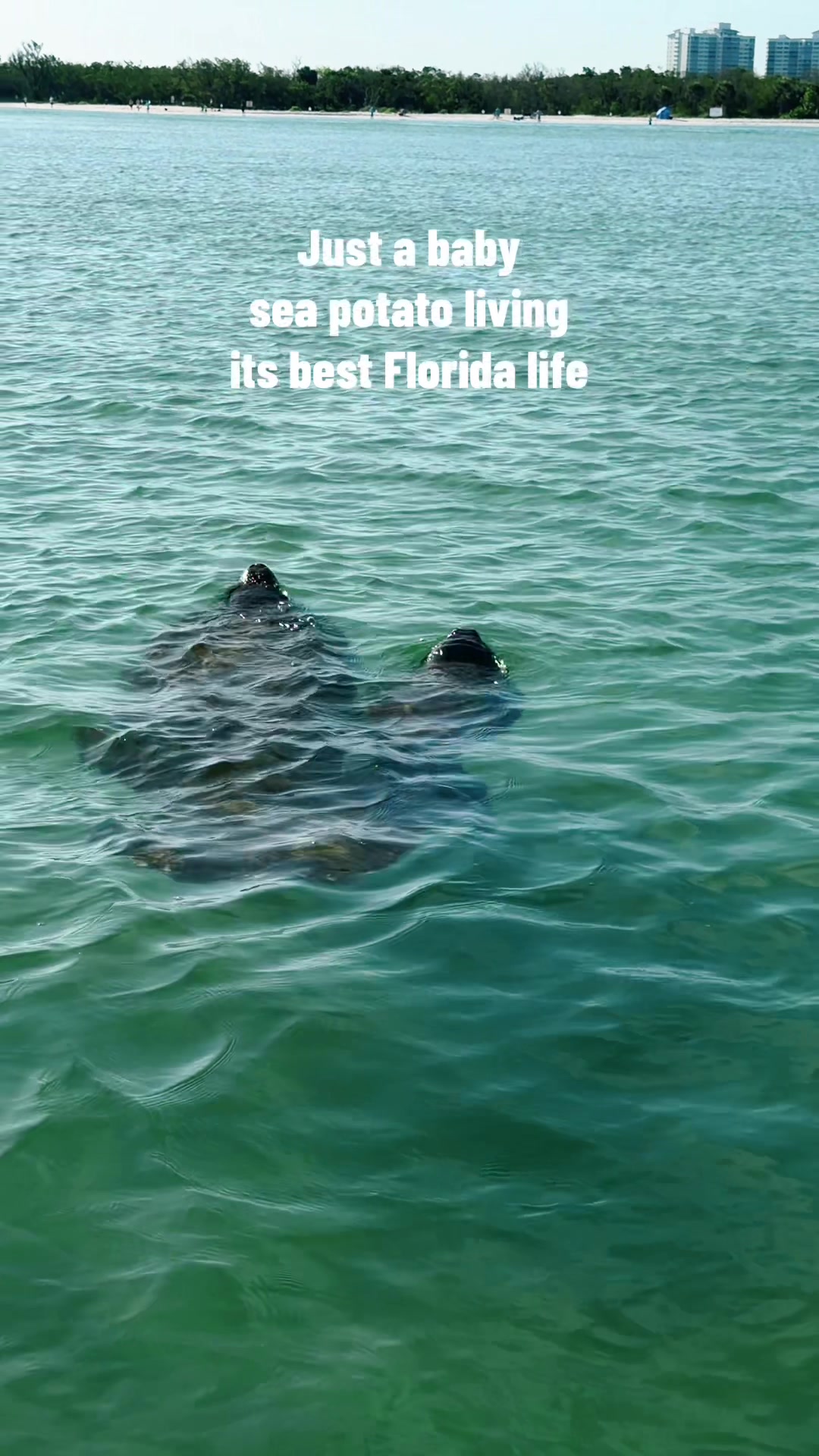@theoceangirl