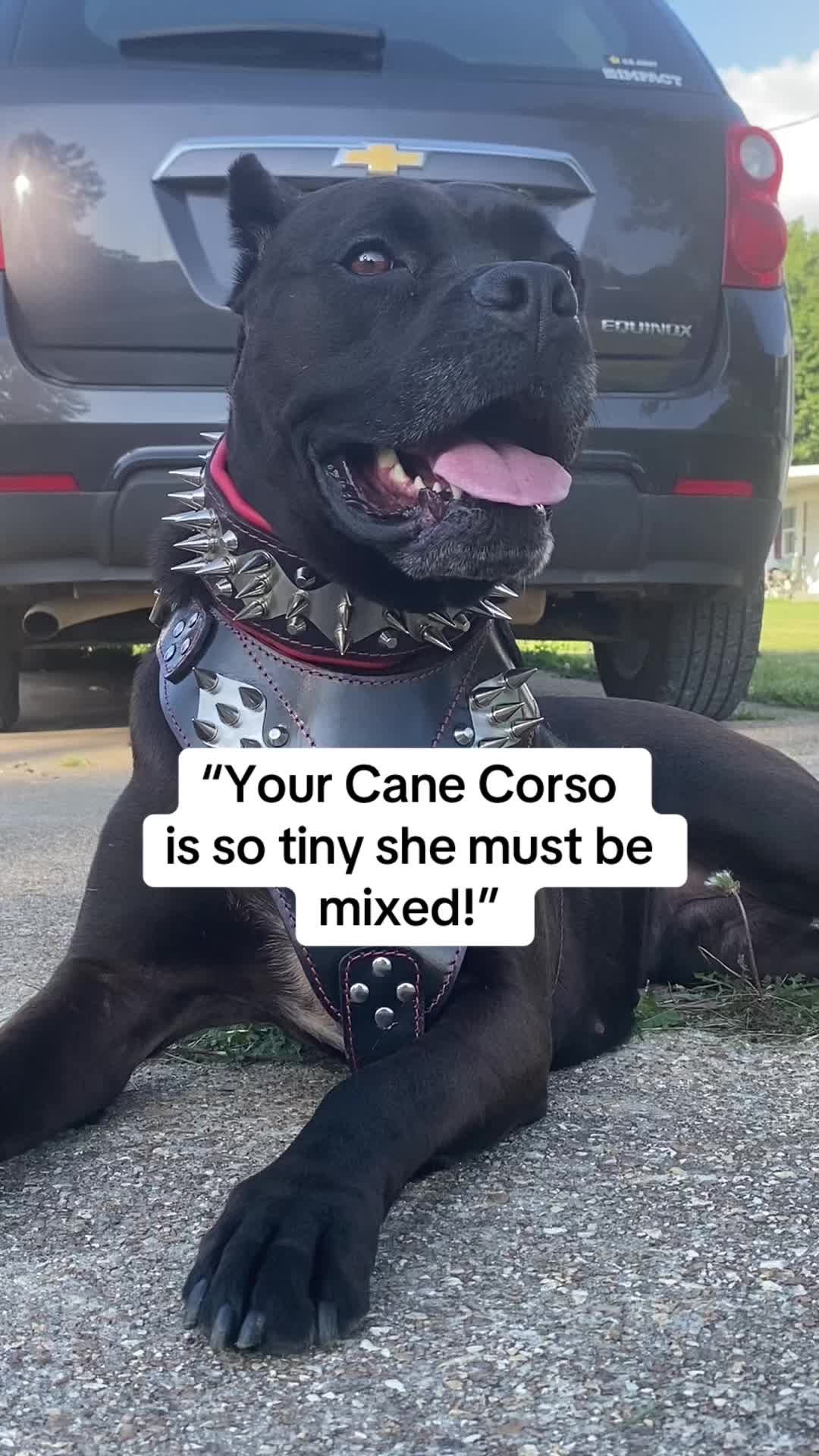 @Medusa