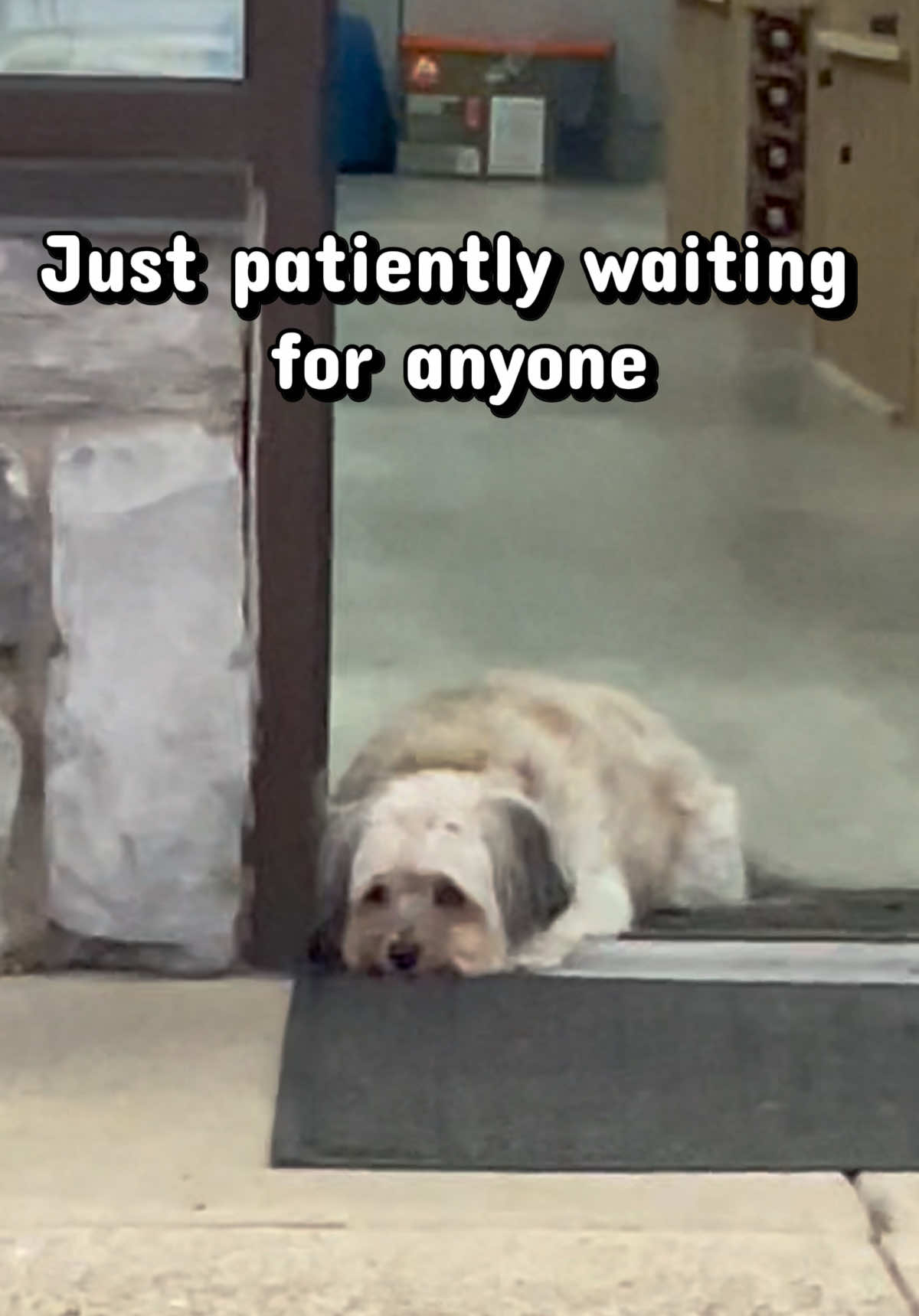 @Brownie #1 Store Dog Greeter