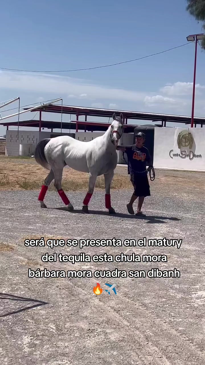 @carriles altos de jalisco🐎